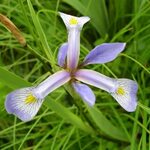 Northern Blue Flag Iris (Iris versicolor) - Plants-RP.IRIVER